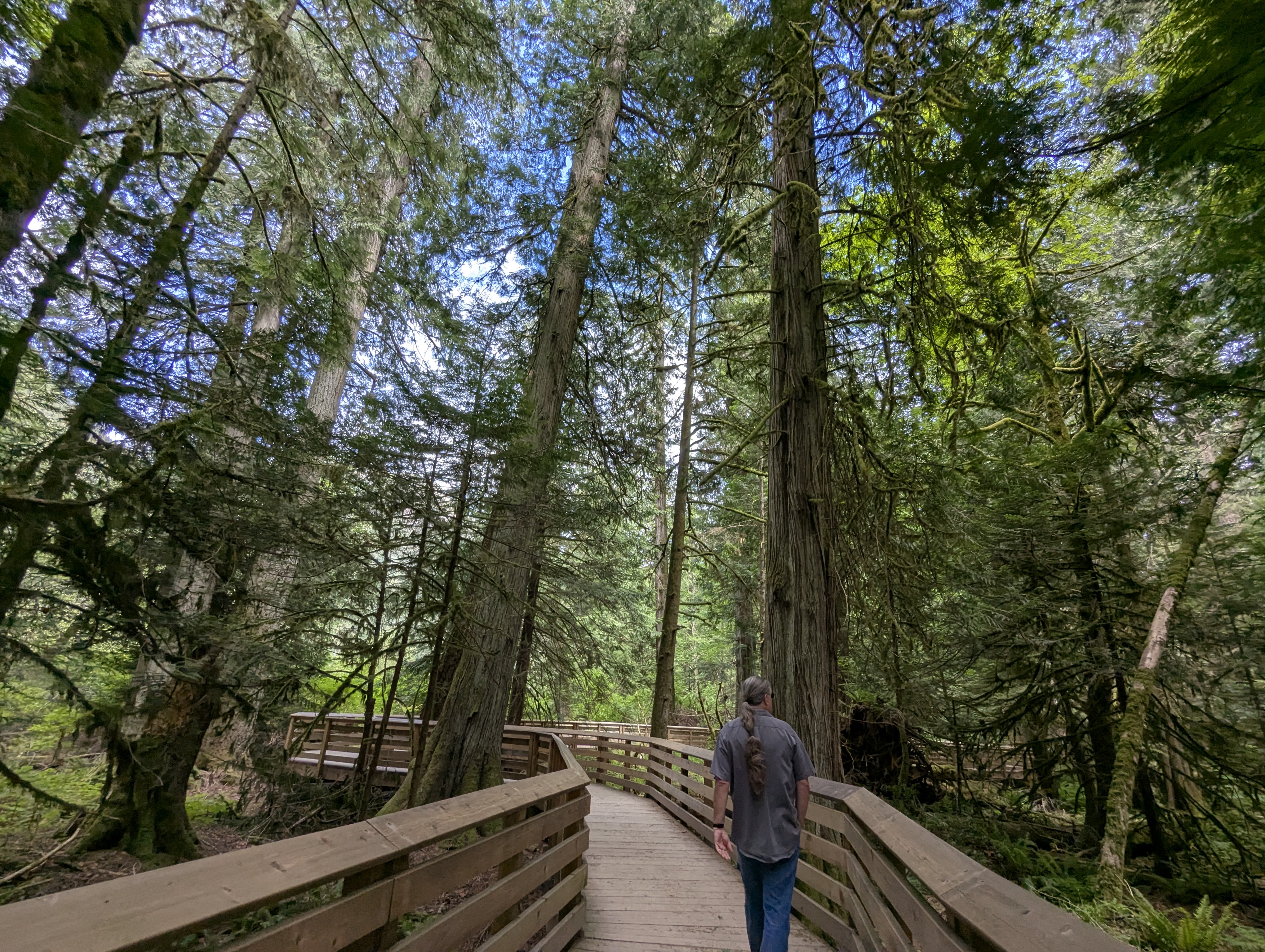 Birthday Trip to Canada, Cathedral Grove, Vancouver Island